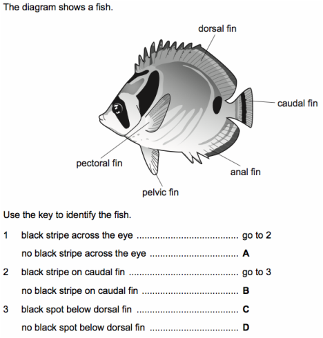 butterfly fish dichotomous key worksheet